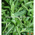 Suntoday Asian vegetable F1 Organic garden cohete argula lechuga Lactuca sativa seeds (32004)